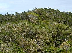 Rangitoto