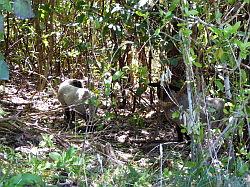 De Queen Charlotte track