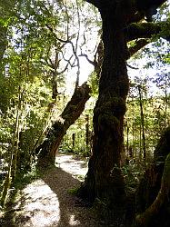 Oparara Basin