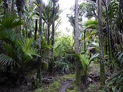 Heaphy Track 