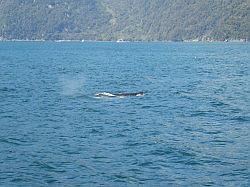 Milford Sound