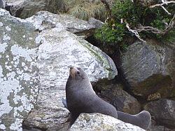 Milford Sound