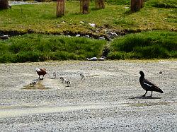 Mount Cook en Inland Scenic Route