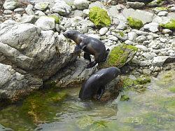 Kaikoura en Picton