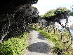 Onderweg naar Waipoua Forest