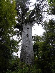 Waipoua Forest