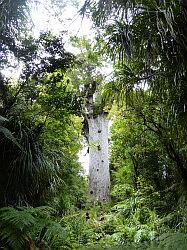 Waipoua Forest