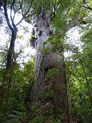 Waipoua Forest